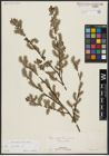 Foto von Salix aurita L.